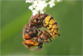 <p>SRŠEŇ OBECNÁ (Vespa crabro) ---- /European hornet - Hornisse/</p>